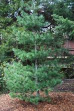 plant habit, young tree plant habit, young tree