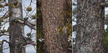 trunk,bark trunk,bark