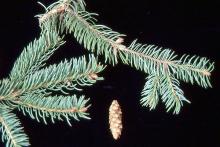 branchlets and cone