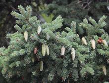 branchlets and cones