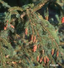 branches and mature cones