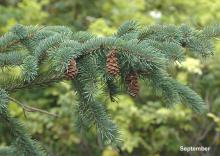 open cones and branchlets