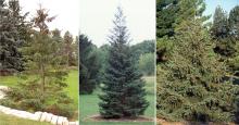 plant habit
