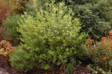 plant habit, flowering plant habit, flowering