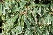 leaves and flower buds 