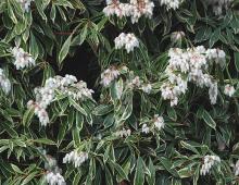flower clusters and leaves