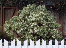 plant habit, flowering