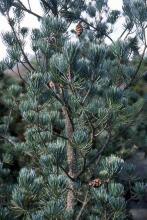 plant habit