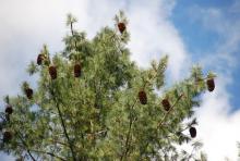 top of tree, with cones