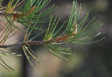 branchlets