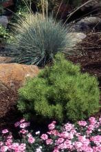 plant habit, summer