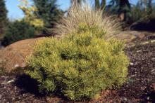plant habit, winter