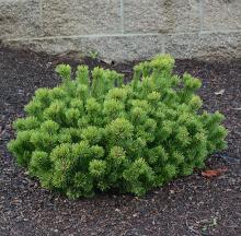 plant habit, young plant habit, young