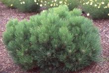 plant habit