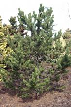 plant habit