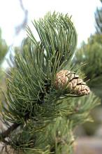 branch with cone