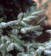 branches