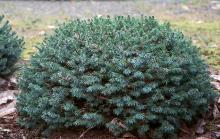 plant habit plant habit