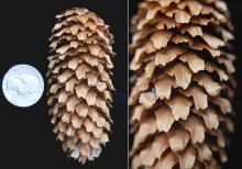 cone and cone scales