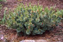 plant habit