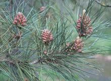 male cones and needles