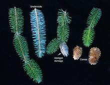 branch, needles, and seed cones