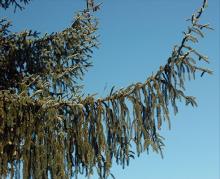 branches
