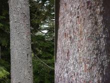 trunk, bark