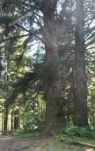 trunk, bark; in habitat