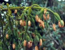 cones, winter