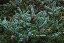 branchlets