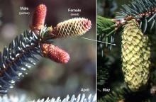 cones