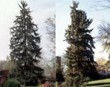 plant habit