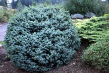 plant habit