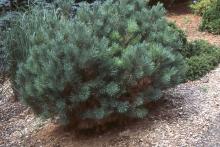plant habit