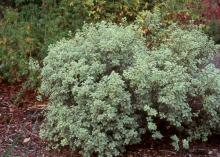 plant habit
