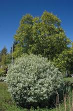 plant habit