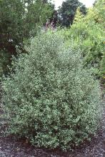 plant habit plant habit