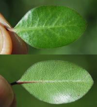leaf leaf