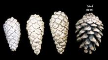 cones