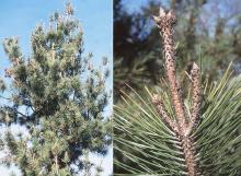 shoots and needles, winter