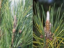 buds, needles, winter