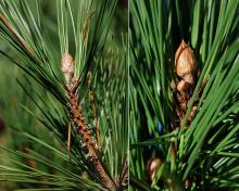 buds, needles, fall