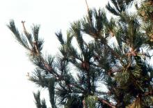 branches