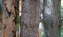 trunks, bark