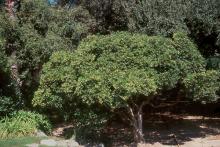 plant habit, fruiting