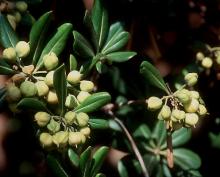 leaves and fruit