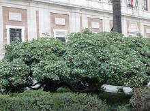 plant habit, flowering