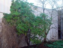plant habit