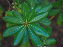 shoot tip, leaves